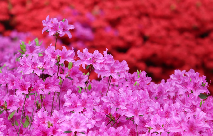 벚꽃 외에도 즐기는 국내 봄꽃 명소 TOP 5