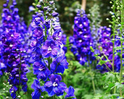 락스퍼 이미지 사진