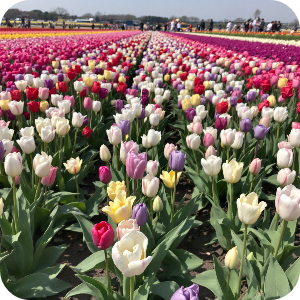 튤립축제 이미지