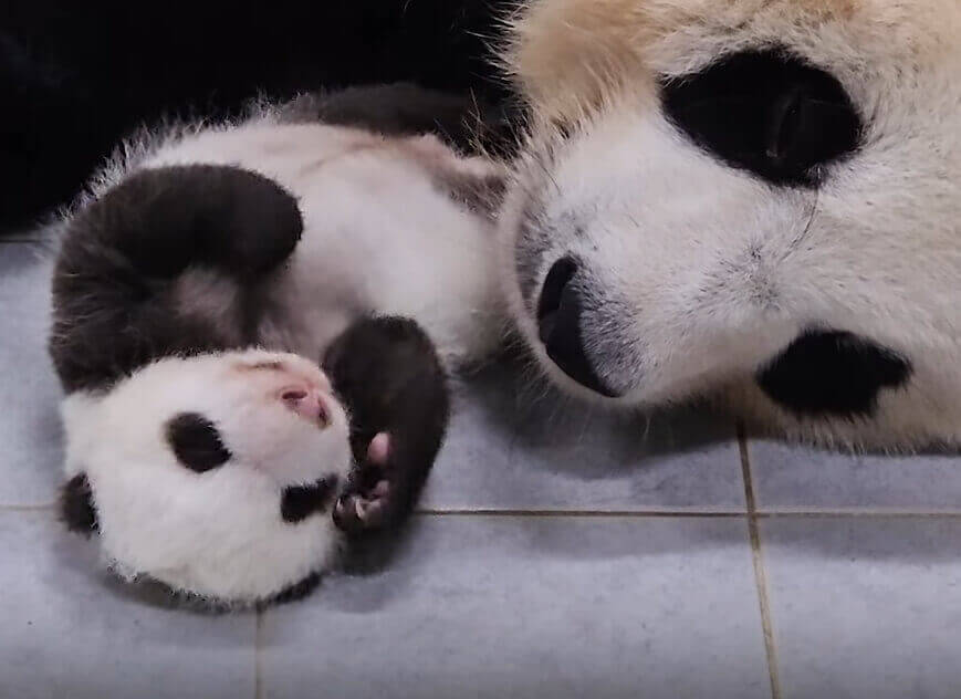 에버랜드 쌍둥이 아기판다 이름공모 참여방법