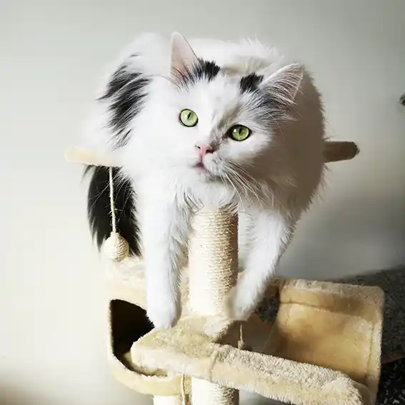 고양이 동물등록