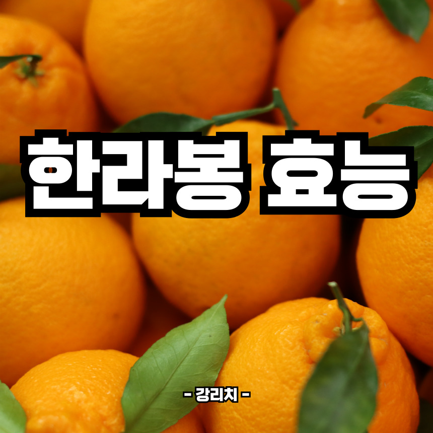 한라봉 효능