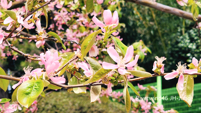 모과꽃