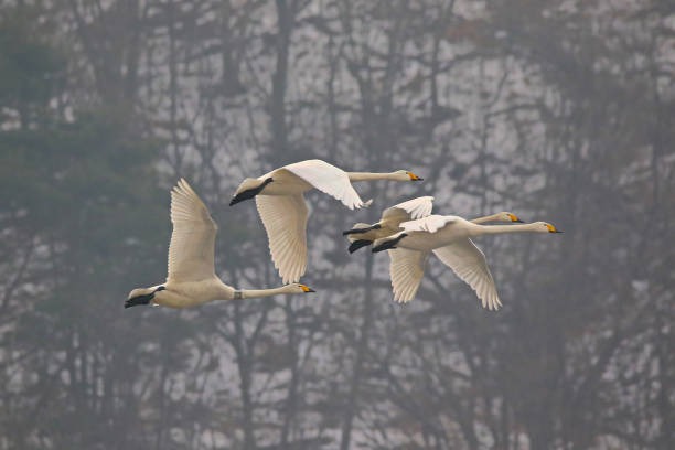 파주 제3땅굴 견학 방법