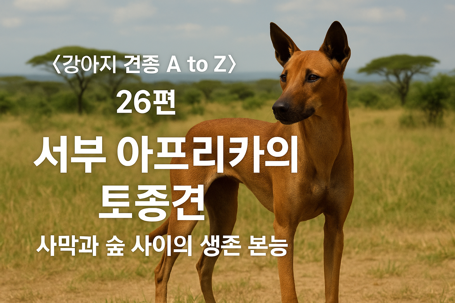 서부 아프리카의 토종견 이미지 – 사막과 숲 사이의 생존 본능