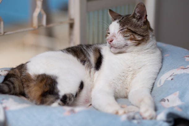 고양이 긁기 행동의 문제점