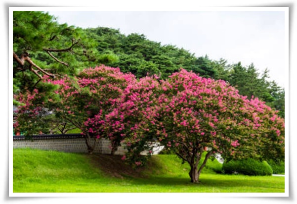 화초 "배롱나무" 한여름 100일 동안 피어나는 정원의 보석!