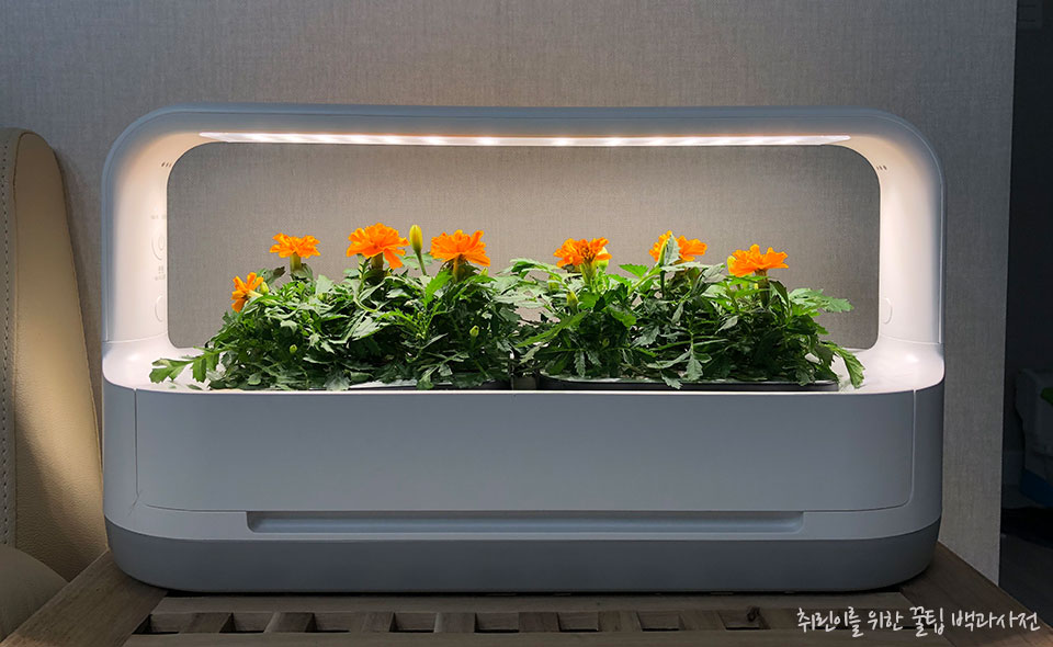 식물 재배기 엘지 튀운 미니 리뷰 - 메리골드 다 자란 모습