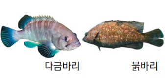 붉바리 시세 회 가격 낚시 채비 제철 구이 요리 다금바리 총정리4