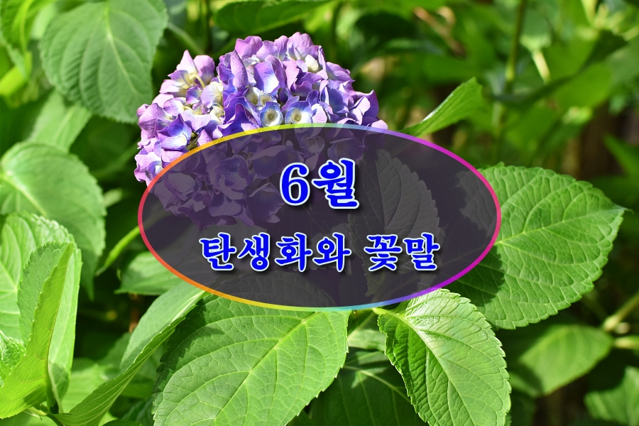 6월 탄생화와 꽃말