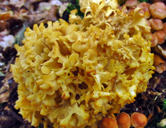 꽃송이버섯,눈꽃송이버섯,꽃송이버섯효능,꽃송이버섯가격,자연산꽃송이버섯,꽃송이버섯먹는방법