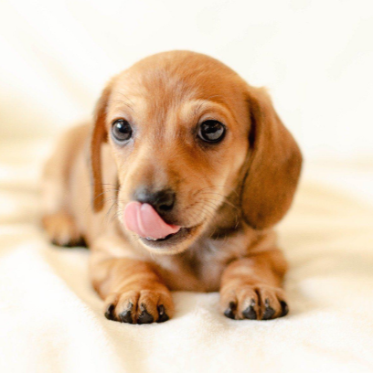 혀를 낼름 거리고 있는 강아지