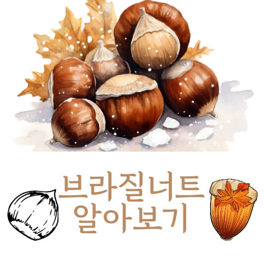 브라질너트