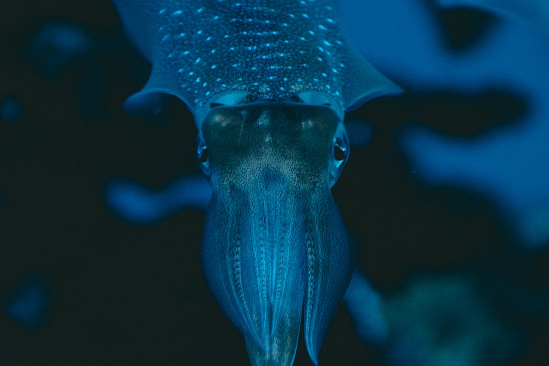 Squid