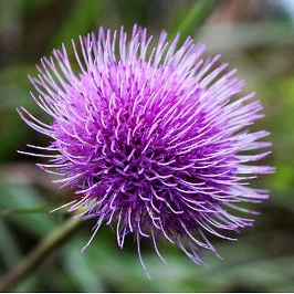 엉겅퀴 효능 및 부작용