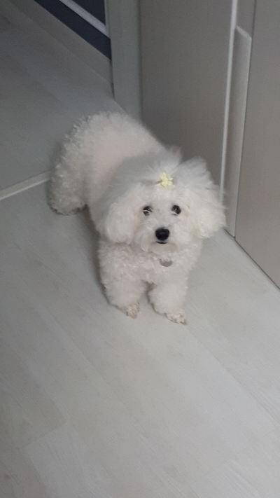 강아지와 함께 보내는 하루, 꼭 챙기는 생활 습관