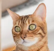 고양이 녹내장