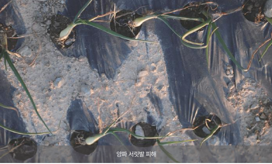 양파서리발피해