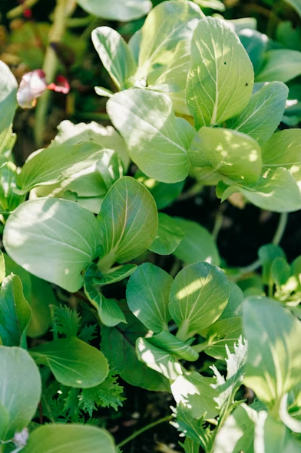 달래장의 알싸함과 참치의 고소함이 폭발하는 그리들 볶음밥