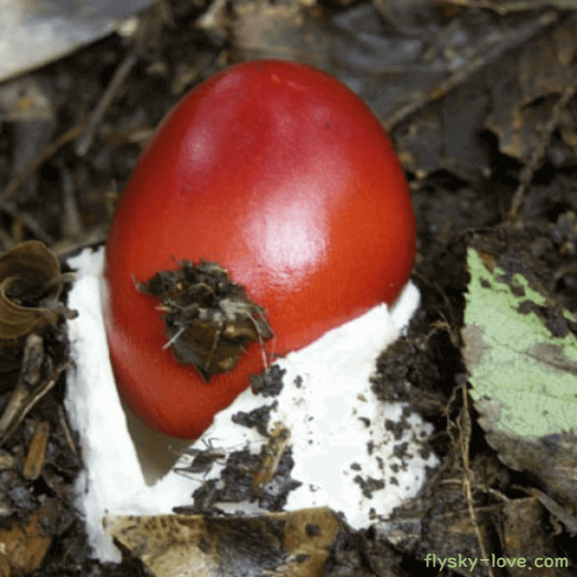 달걀광대버섯 (달걀버섯)