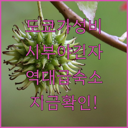 도쿄 가성비 숙소 추천 시부야 긴자 ..