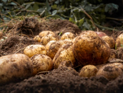 가을감자 심는 시기1