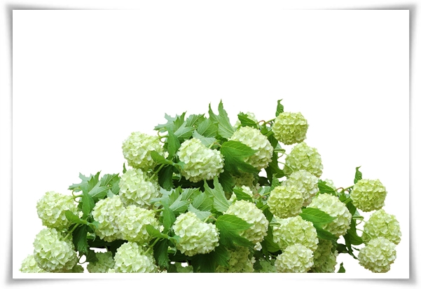 "수국" 여름의 아름다움을 한껏 품은 매력적인 꽃!