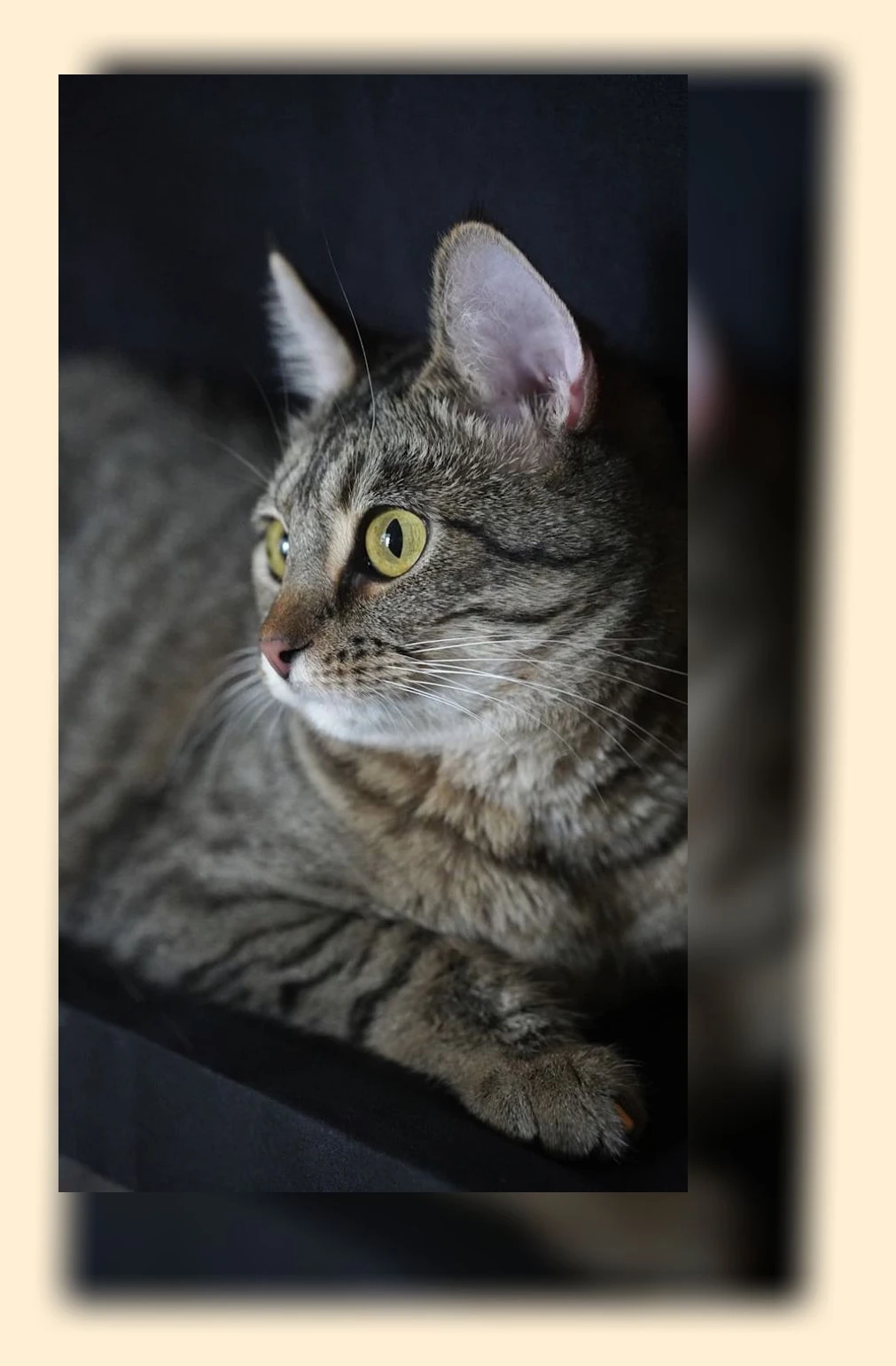 고양이 목욕_3_subsection