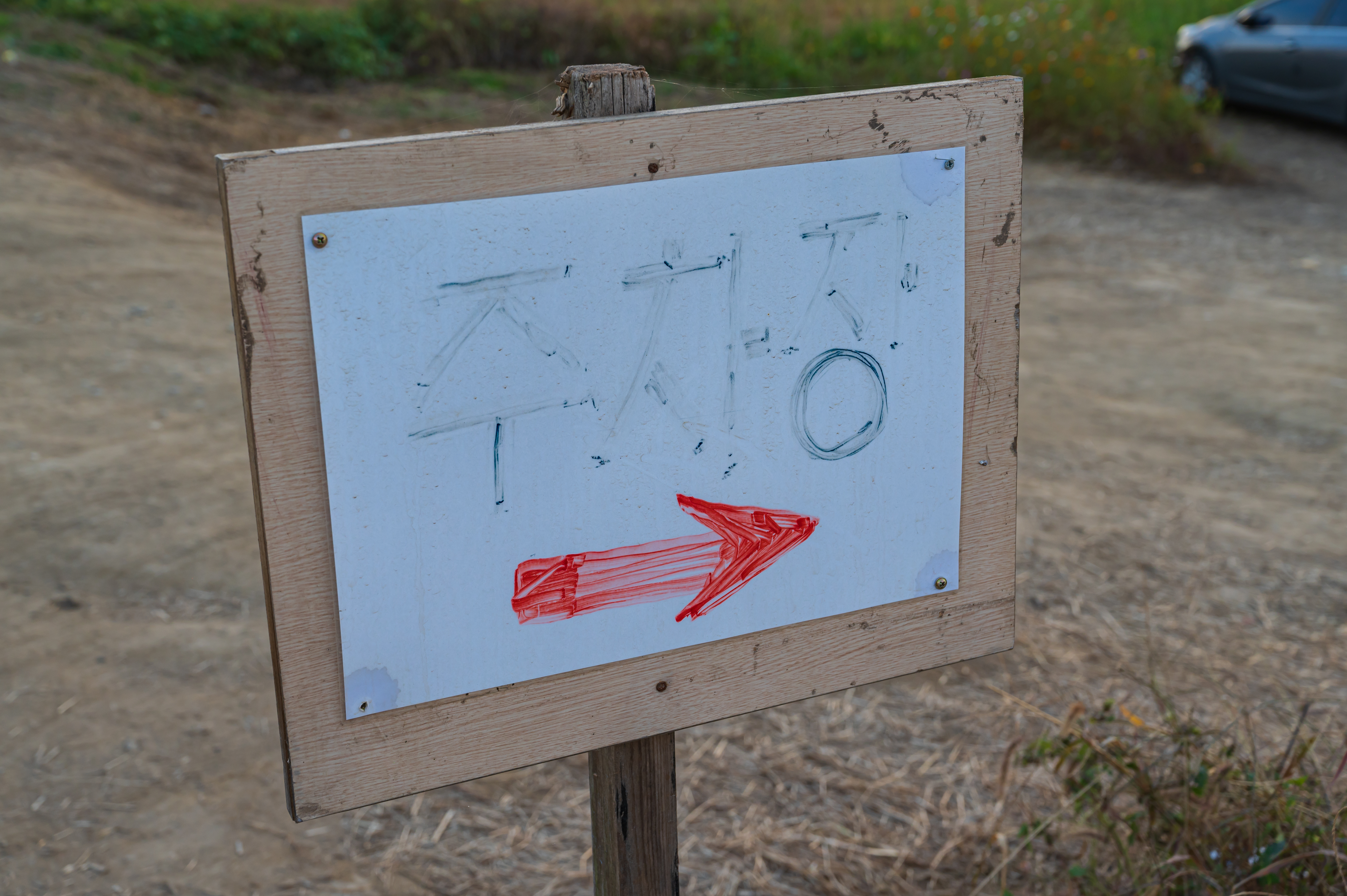  코스모스 만개 &amp;#39;세종 숲뜰근린공원&amp;#39;