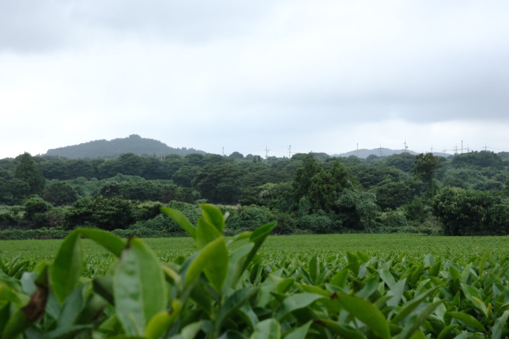 제주 오늘은 녹차한잔 녹찻잎