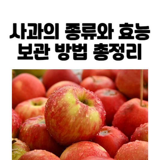사과의 종류와 효능 및 보관 방법