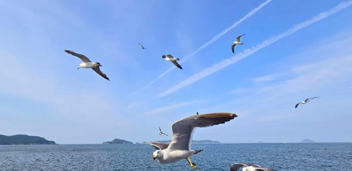 군산 선유도 유람선 온라인 예약 예매ㅣ배 시간표ㅣ가격ㅣ주변관광지