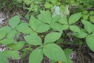 더덕 효능18