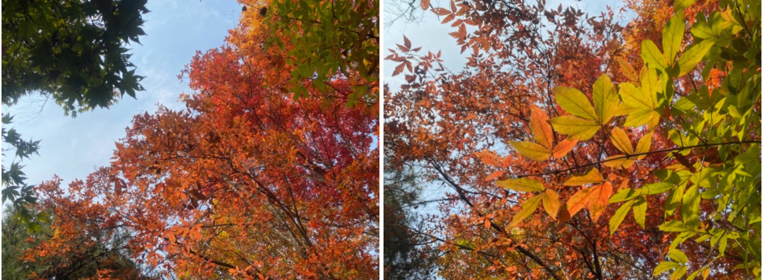 [서울 근교 여행] 경기도 파주 드라마 촬영지 사계절 내내 아름다운 벽초지수목원