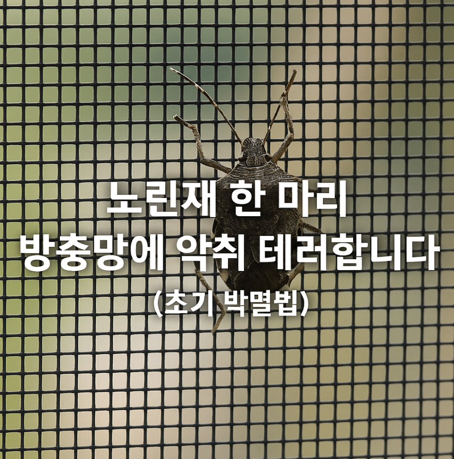노린재 한 마리, 방충망에 악취 테러합니다 (초기 박멸법)