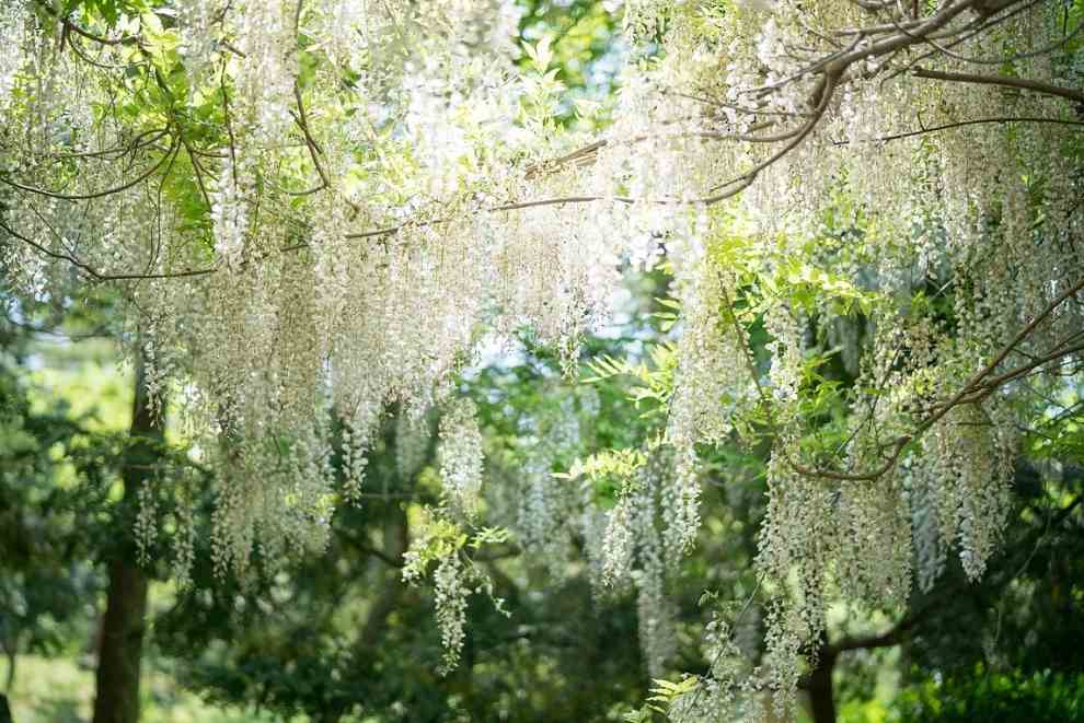 한림공원 부겐빌레아 축제