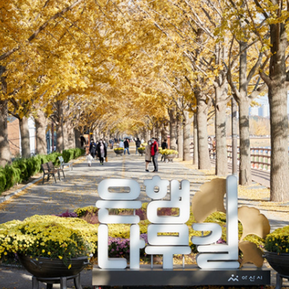 은행나무 단풍 명소