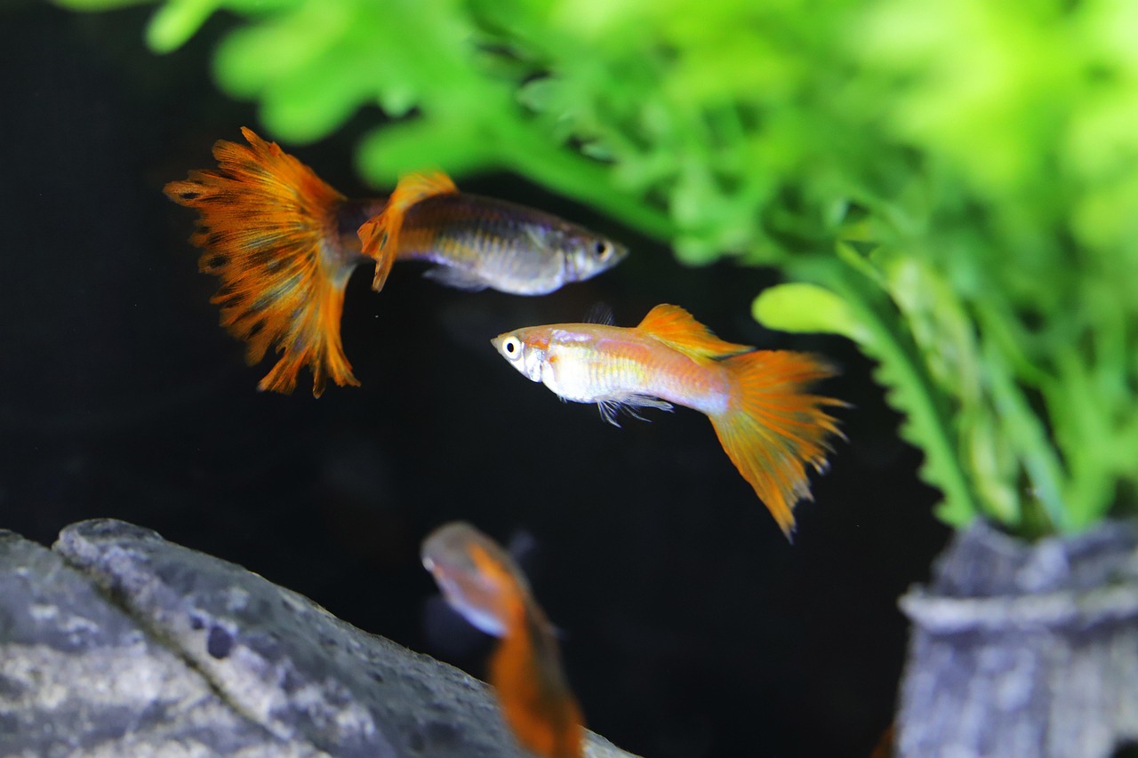 구피 관련 사진