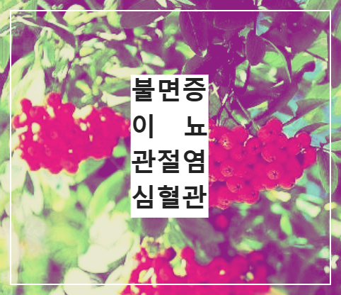 나무에 달린 마가목 열매