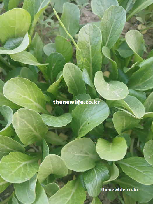 유채 나물 효능 부작용 고이트로겐