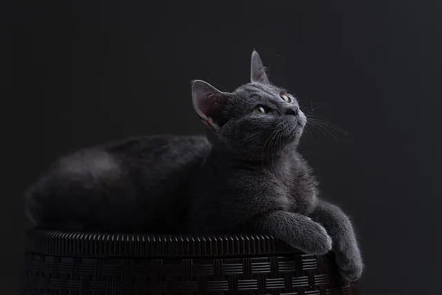 러시안블루 고양이 가격 믹스 수명 털빠짐_1