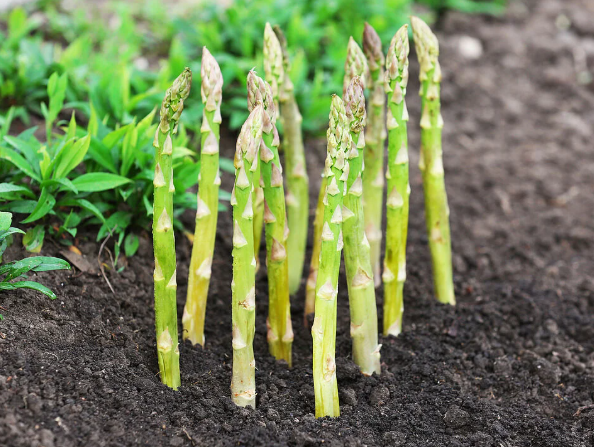 아스파라거스 키우기 방법 난이도 물주기 온도 수경재배 꽃말 수확 총정리1