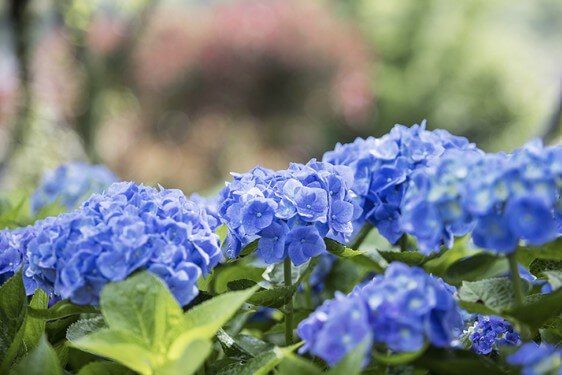 도초도 수국축제