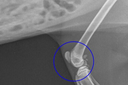 강아지 슬개골 탈구&amp;#44; 단계별 심화 증상과 우리 아이의 고통 신호