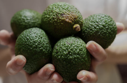 아보카도 먹는방법 효능 오일 요리 등 총정리(아보카도 오일 추천!)