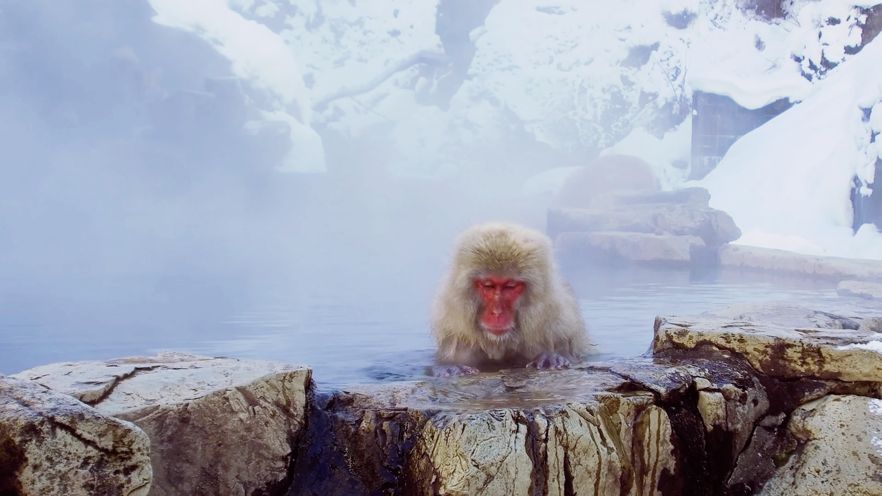 온천 안에 몸을 담그고 있는 원숭이 사진