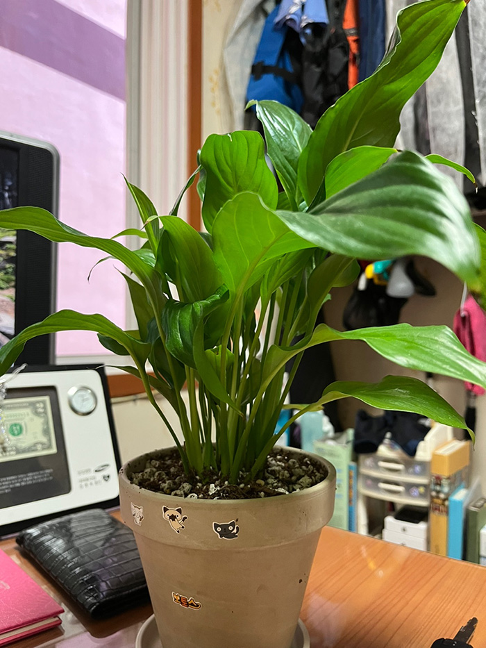 스파티필름-Peace-Lily-루미-Lumi-성장-기록-일기