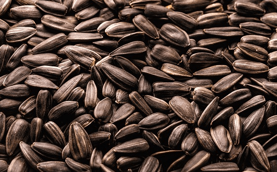 고동색의 긴 타원형 모양을 가진 해바라기씨들이 한가득 모여있다.