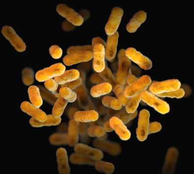 유산균, 액체로 마실까? 분말로 먹을까? 당신의 장 건강을 위한 진실!3