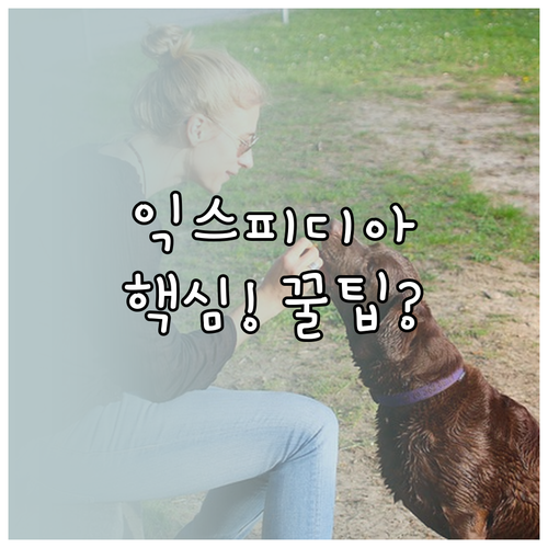 익스피디아 앱 웹사이트 안전 사용법과..